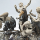 Illustration for article titled Incredible photographs capture the body-shattering war of the porcelain people